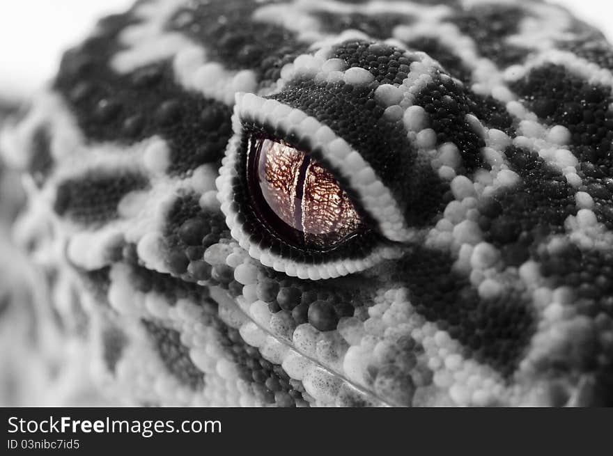 Gecko close up