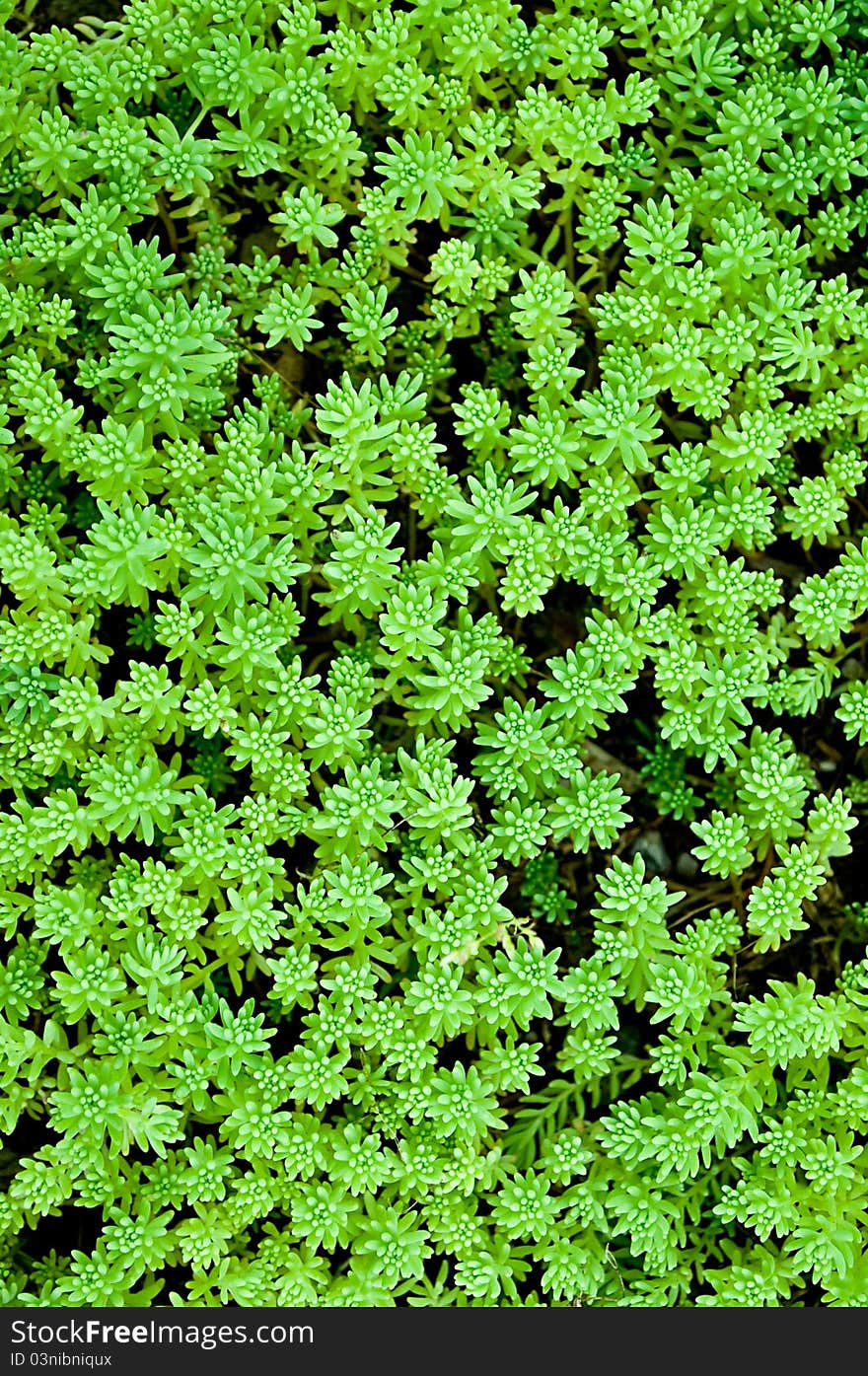 Sedum, Moss Shoots Close-up