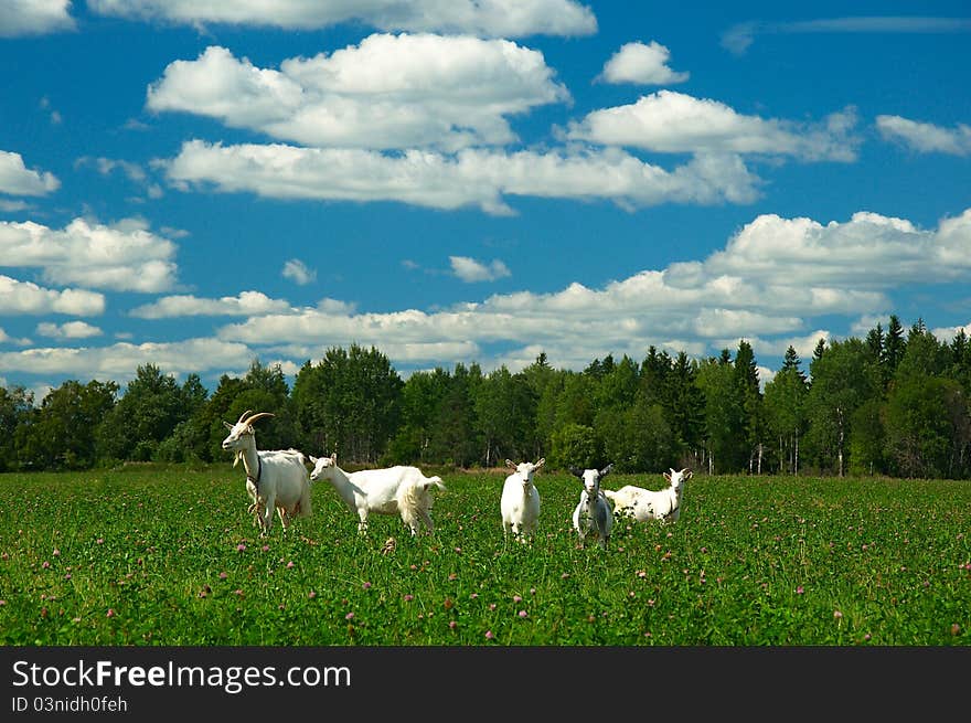 Goat family on the pasture