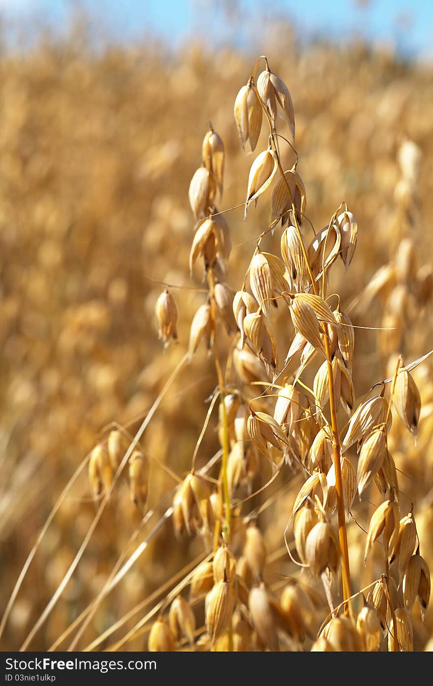 Clean oat field in Leningradskaya oblast