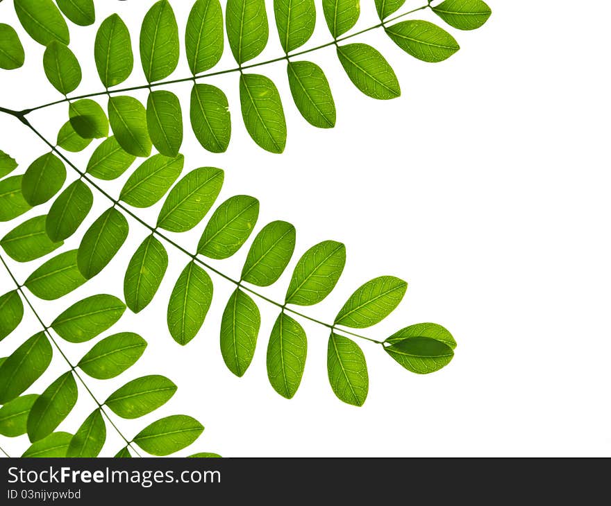 Branch of leaves isolated background. Branch of leaves isolated background