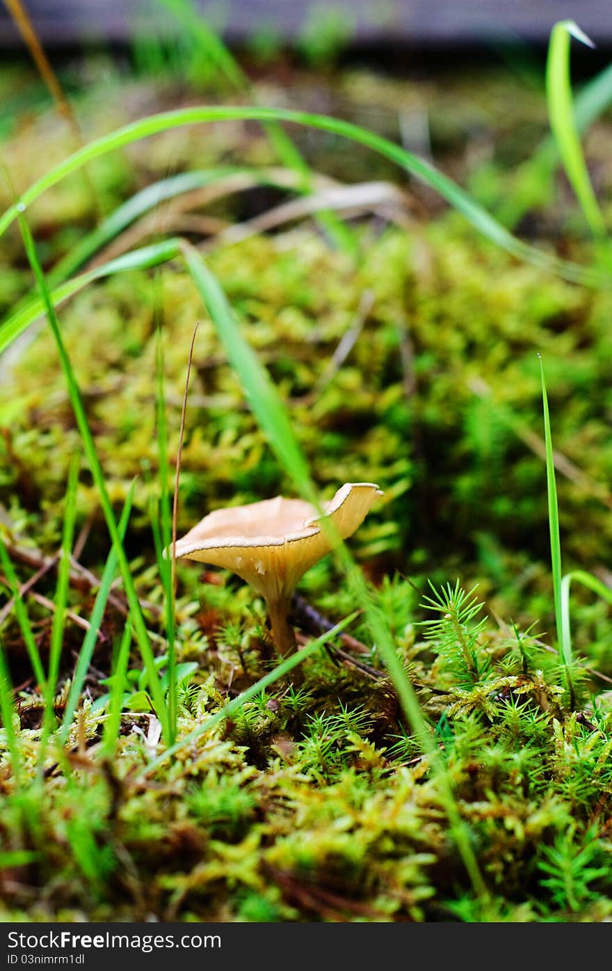 Young mushroom and sphagnum in the forest