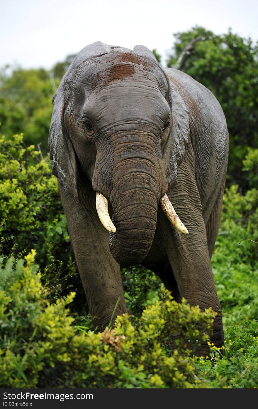 Wet elephant coming out of the bush on a rainy day. Wet elephant coming out of the bush on a rainy day