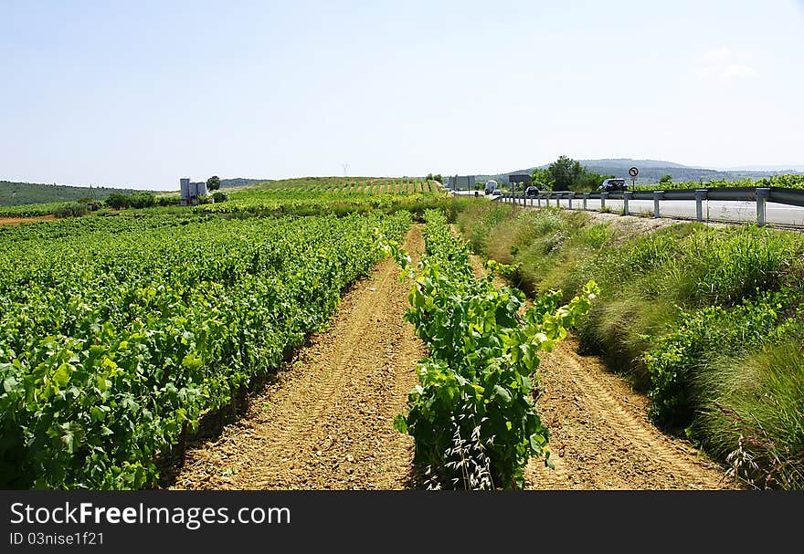 Vineyards in the zone of the Penedés in the province of Barcelona.