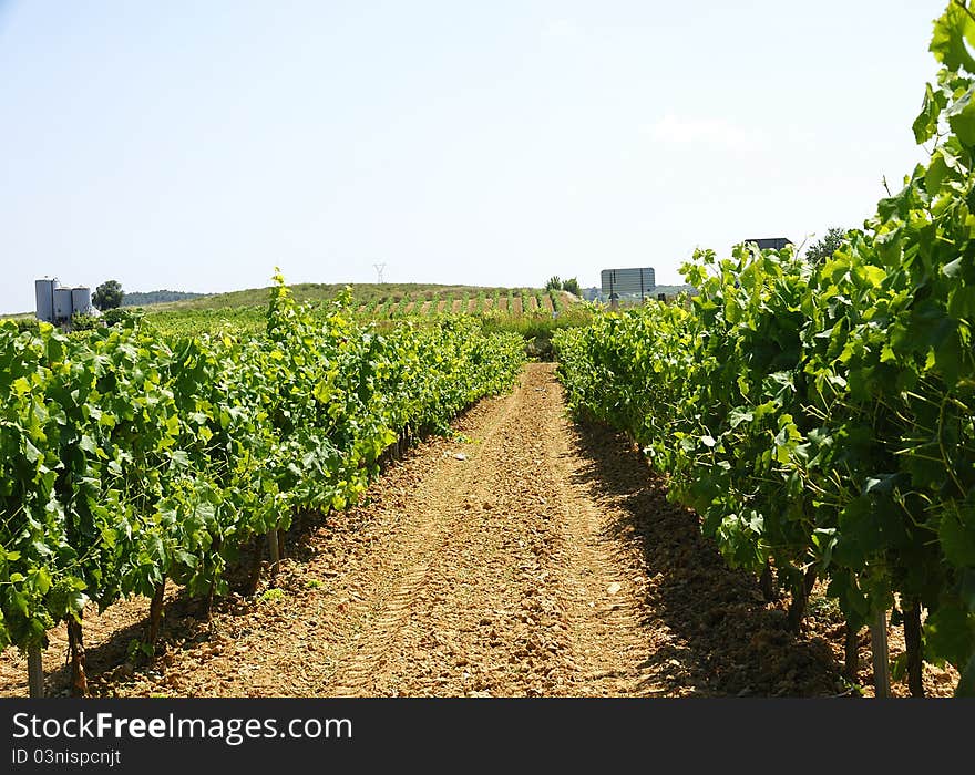 Catalan vineyards