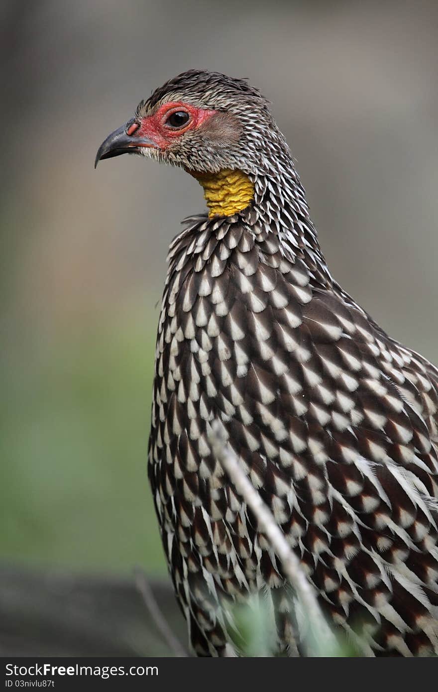 Yellow-necked spurfowl