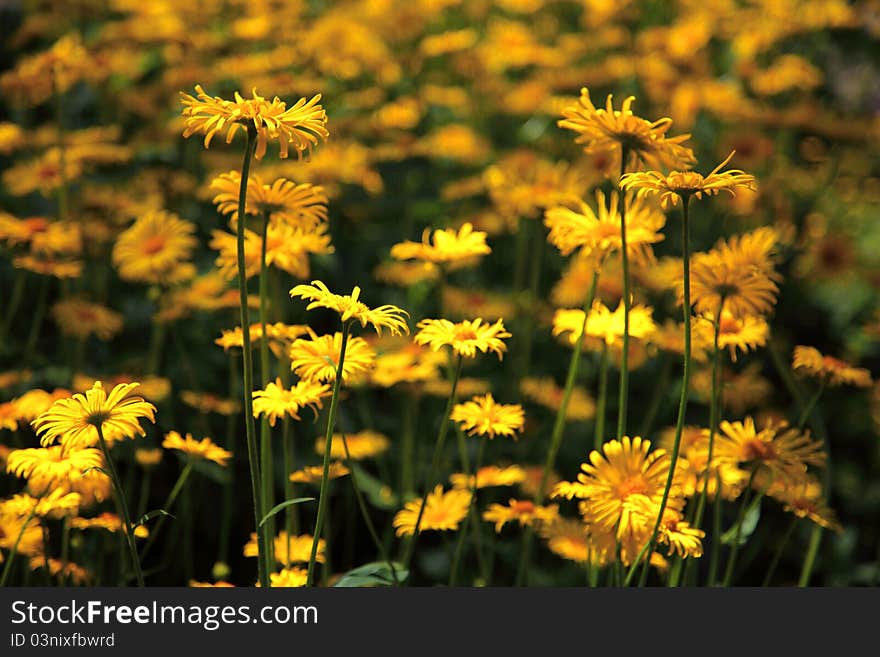 A field of beautiful yellow flowers in spring