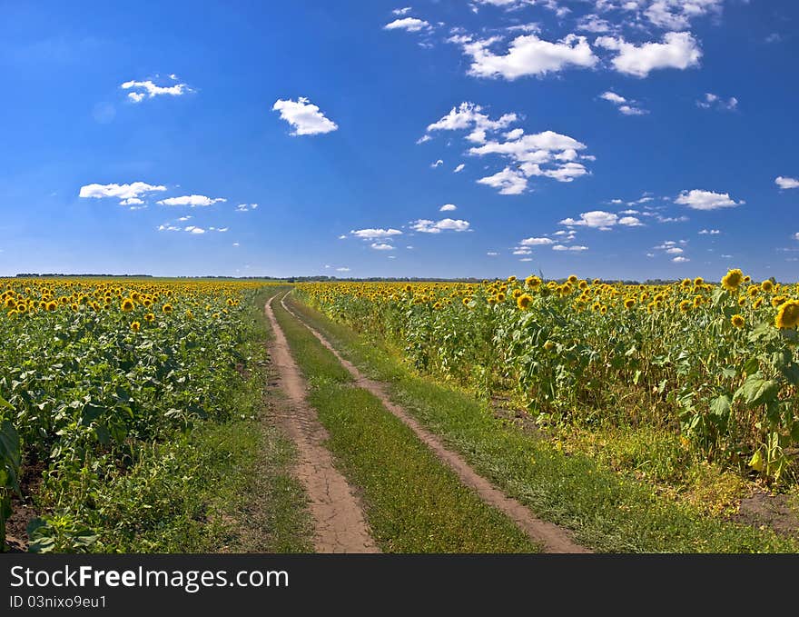 Field of sunflowers