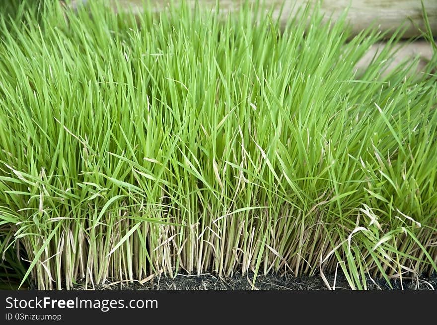 Green rice plants