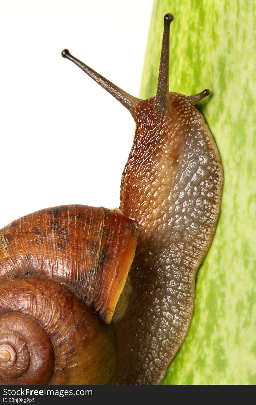 Garden snail in front of a white background.