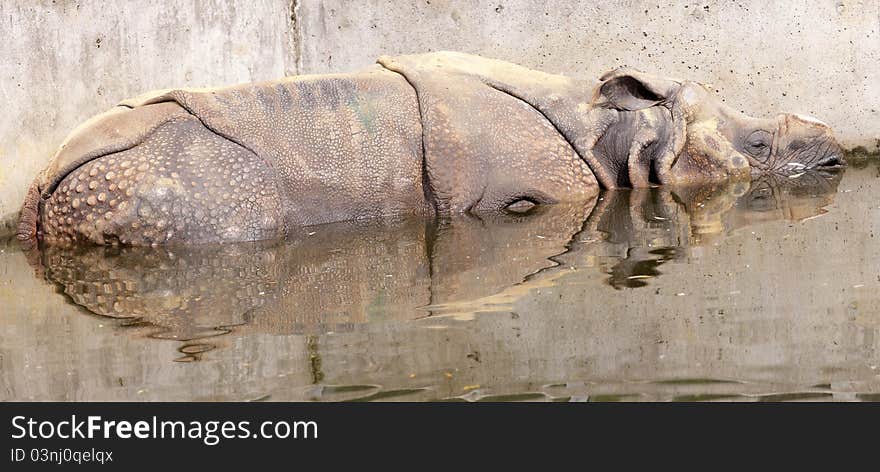 The greater one-horned rhinoceros relaxing in water.