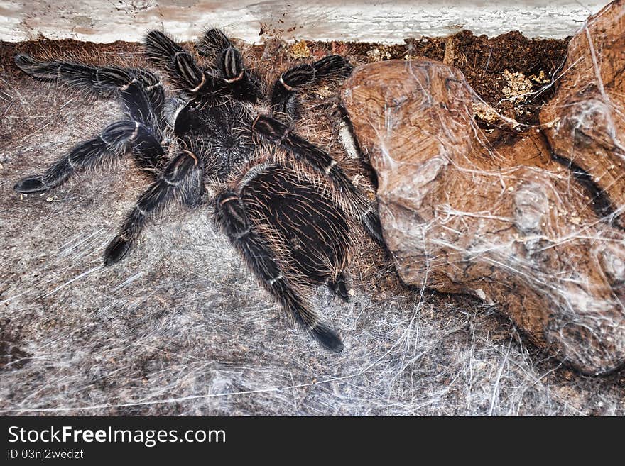 Lasiodora parahybana (adult) with web in terrarium. Lasiodora parahybana (adult) with web in terrarium