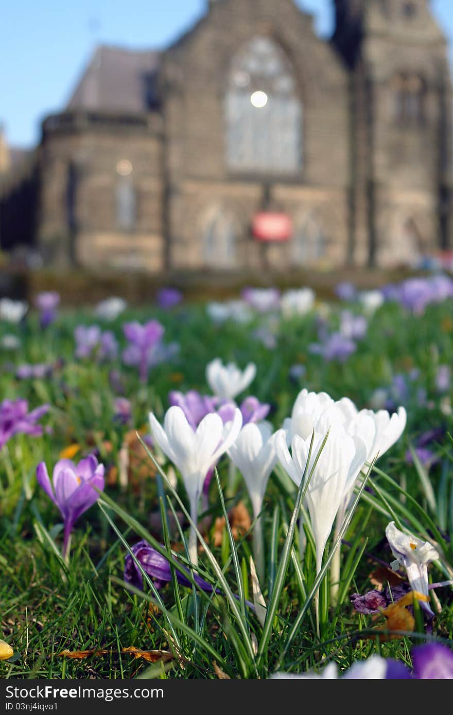 White flowers infront of castle.