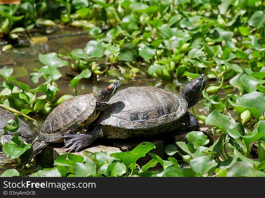 Close up Turtles in the pond