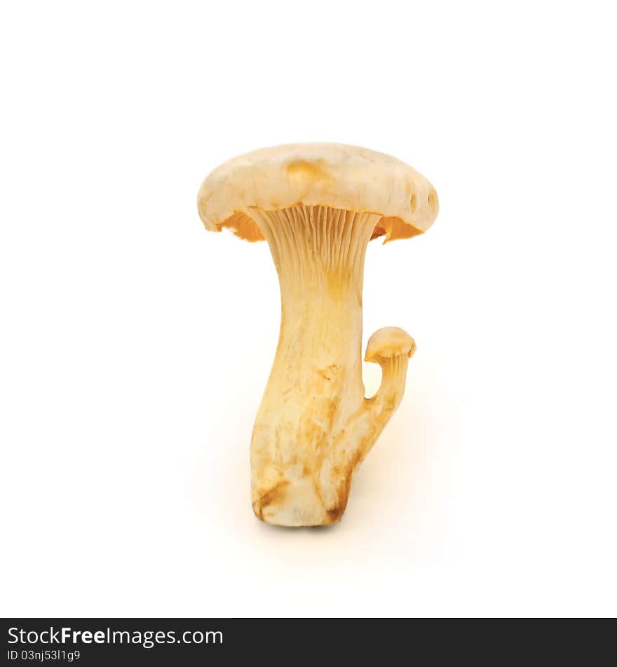 Mushroom