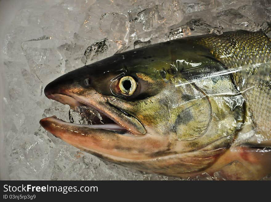 Fish' head on ice which waiting for sale at Fresh market in Nagoya, Japan