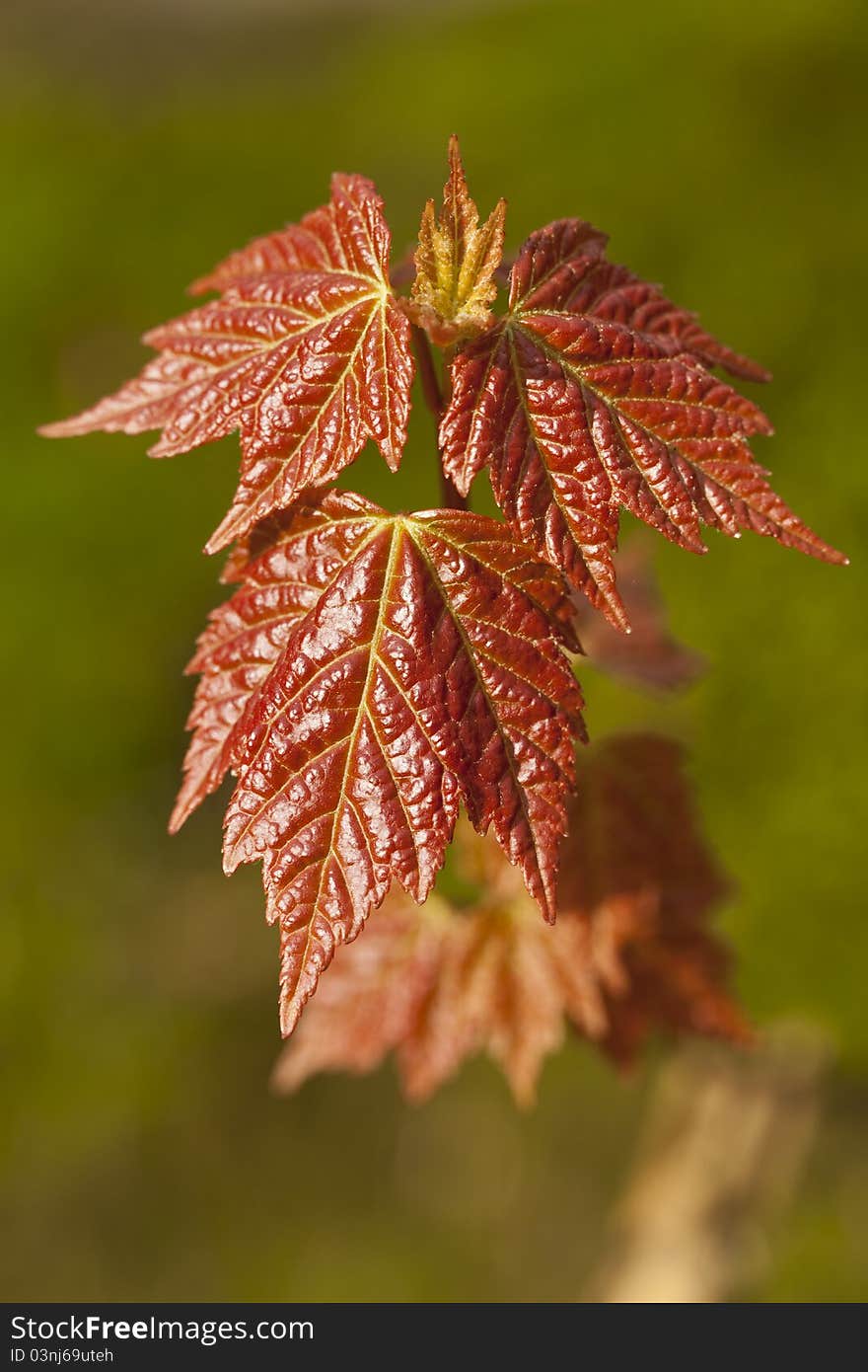 Leaf of maple