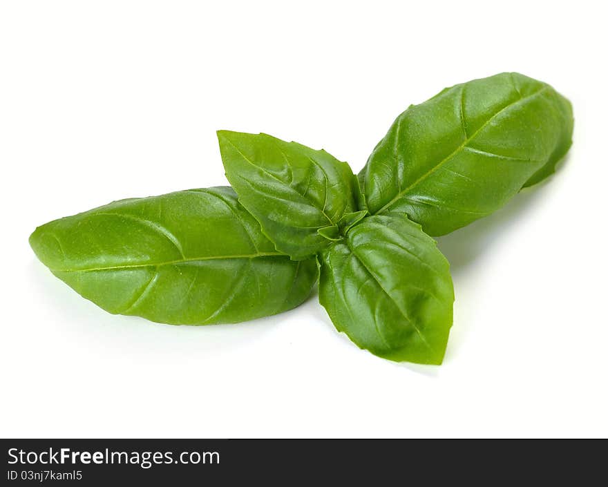 Leaves Of Basil