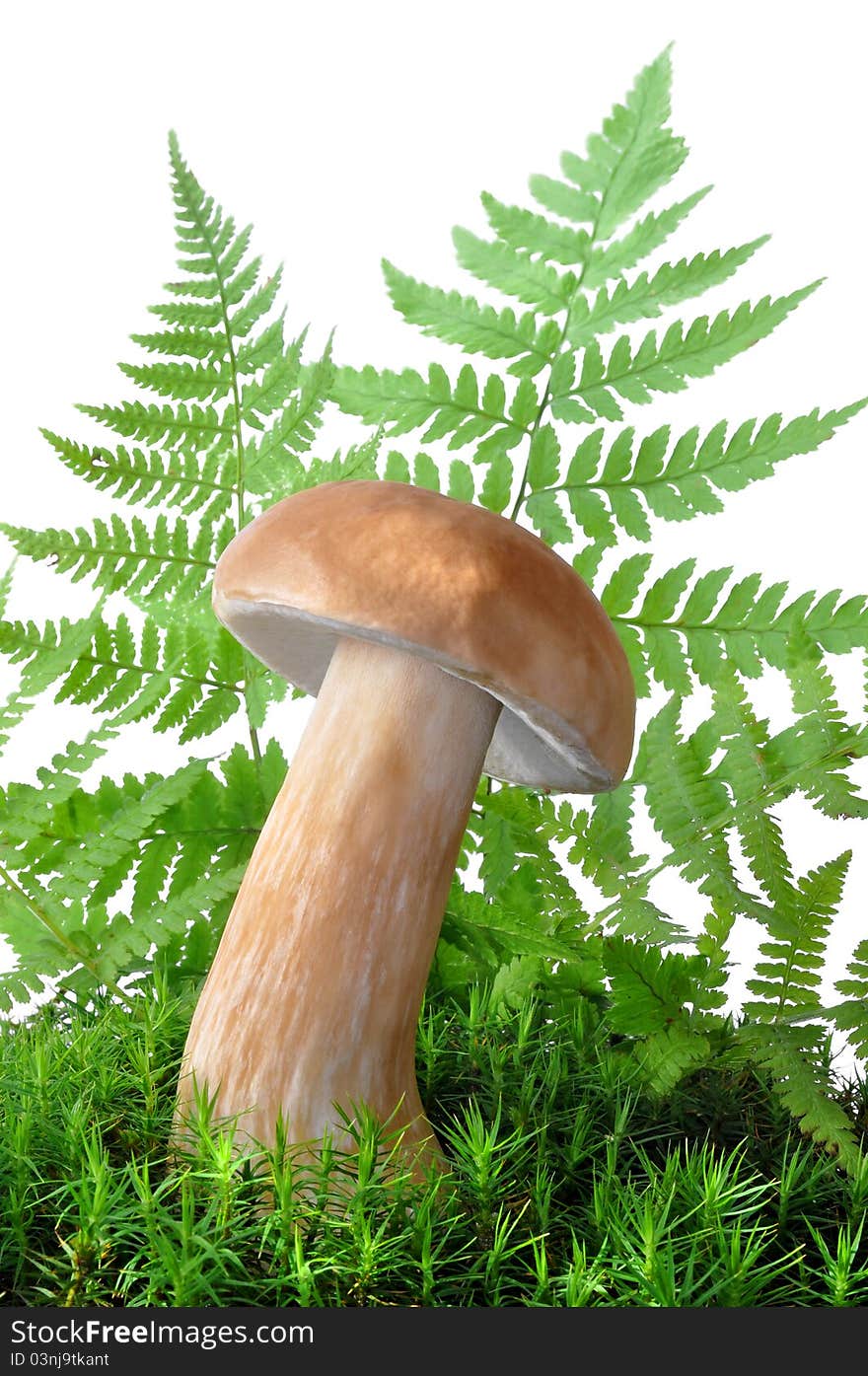 Mushroom