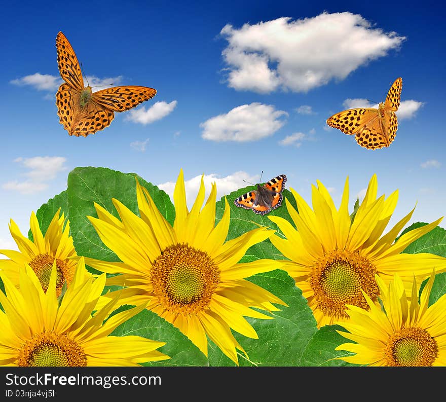 Sunflower field with butterfly