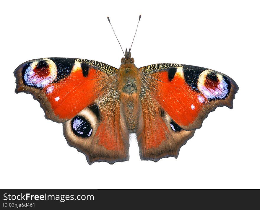 Close up view of the batterfly. Close up view of the batterfly