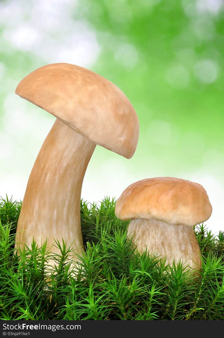 Edible Mushroom - Boletus Edulis