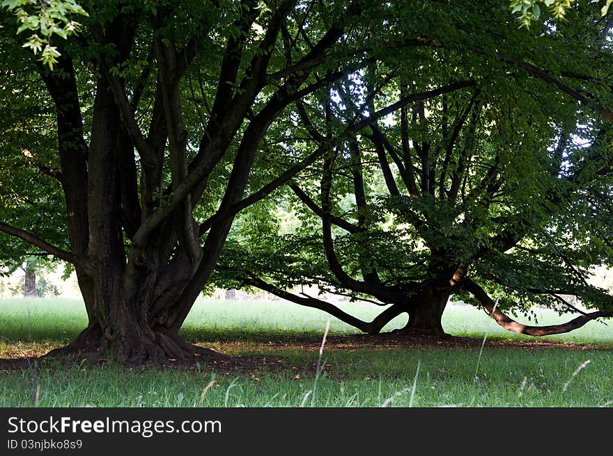 Two giant broadleaves in the park. Two giant broadleaves in the park