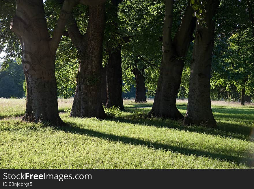 Refrigerant shadow under giant broadleaves. Refrigerant shadow under giant broadleaves