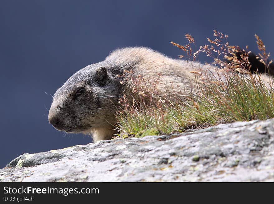 Marmot