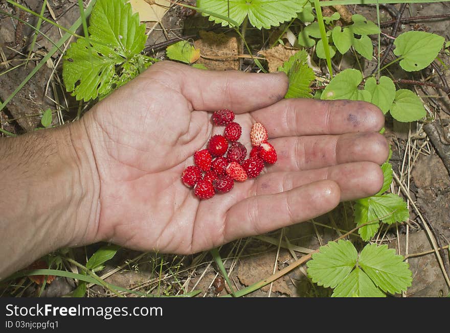 Wild strawberry berries on a palm. Wild strawberry berries on a palm.