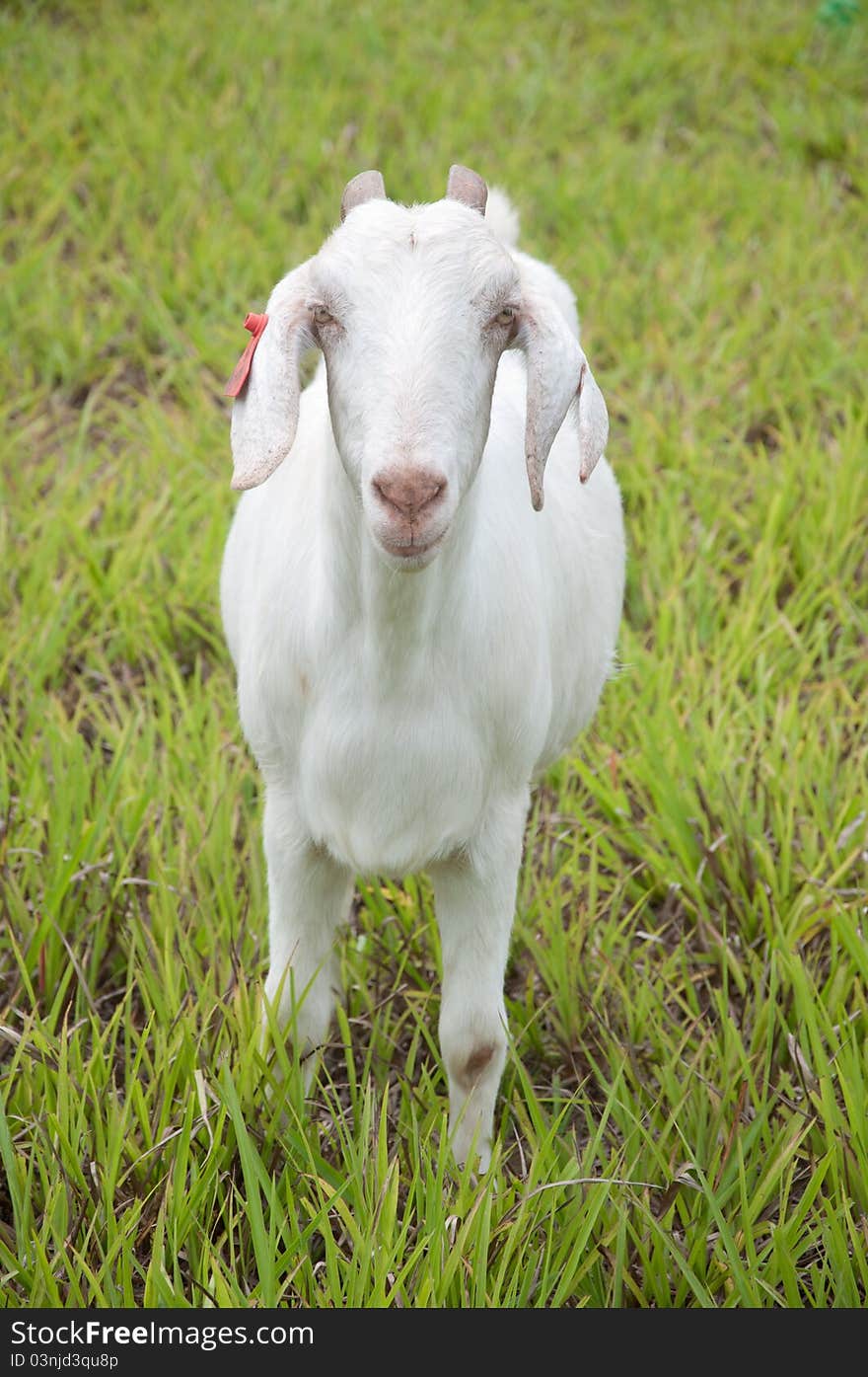 White goat