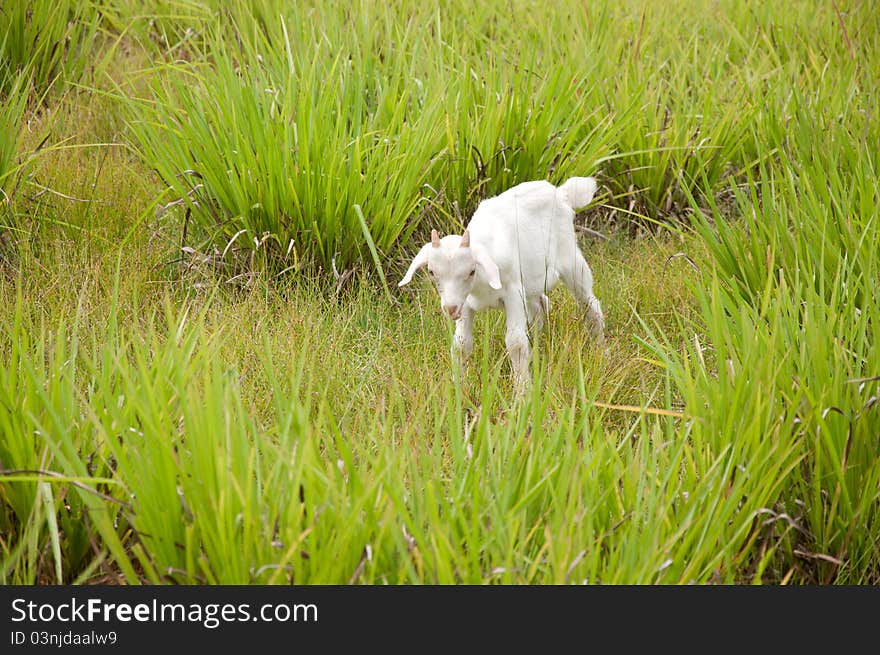 A picture of a cute baby goat in the grass field