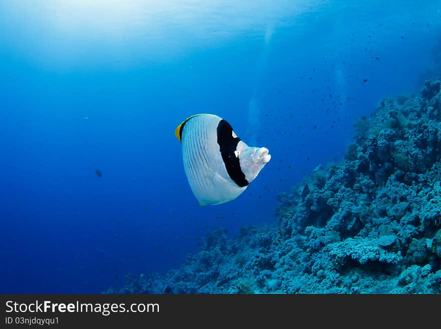 Butterflyfish and coral reef in the red sea