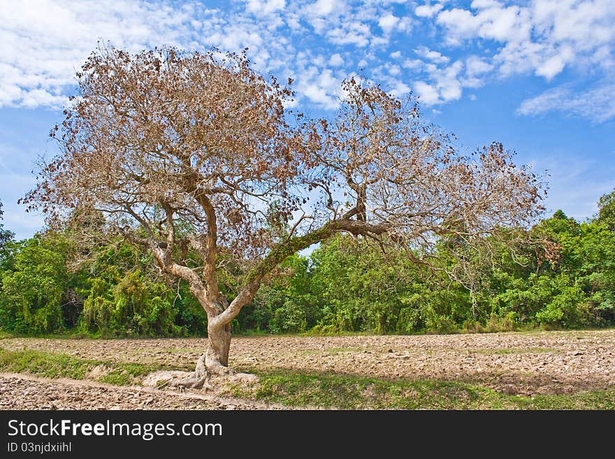 Dead Trees In Rural Forests.