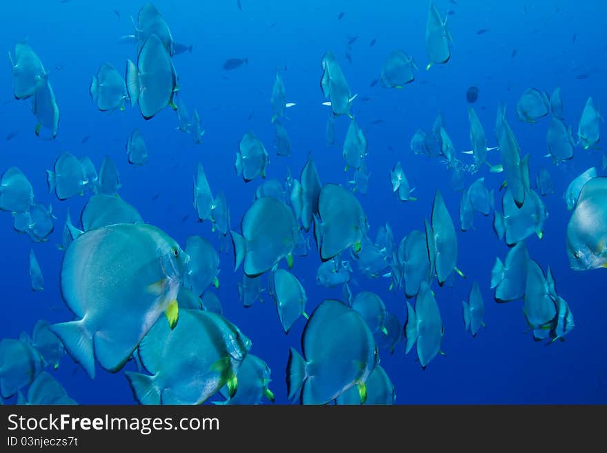 School of batfish in the red sea