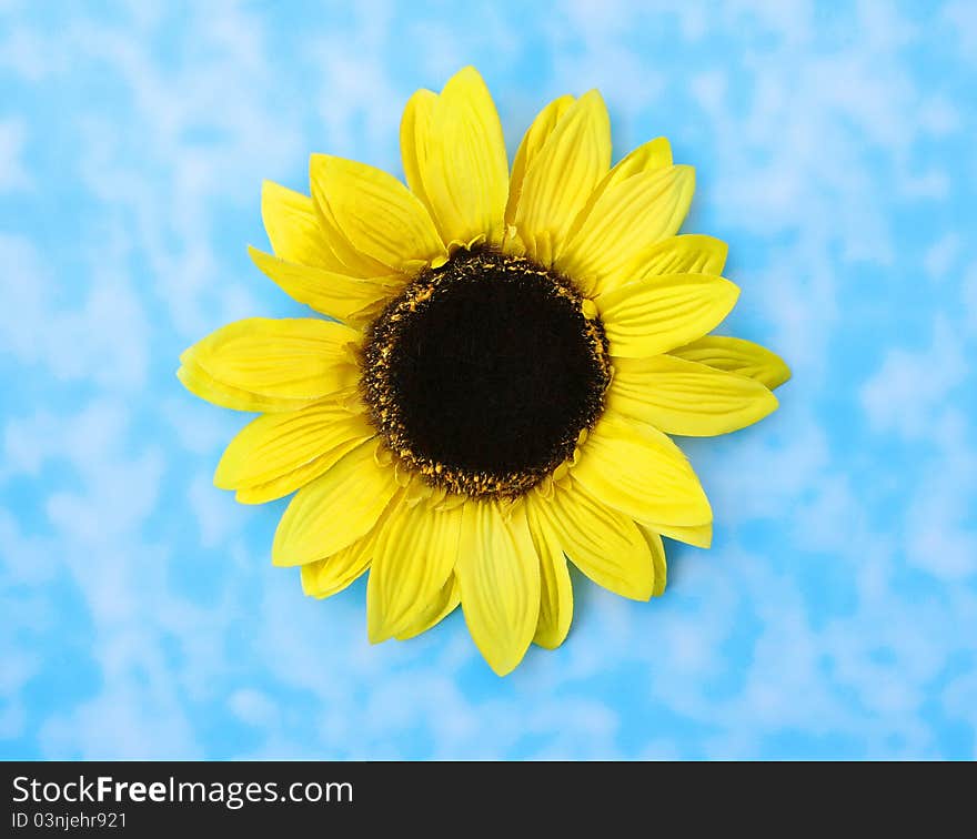 Beautiful Big Sunflower isolated on blue sky background