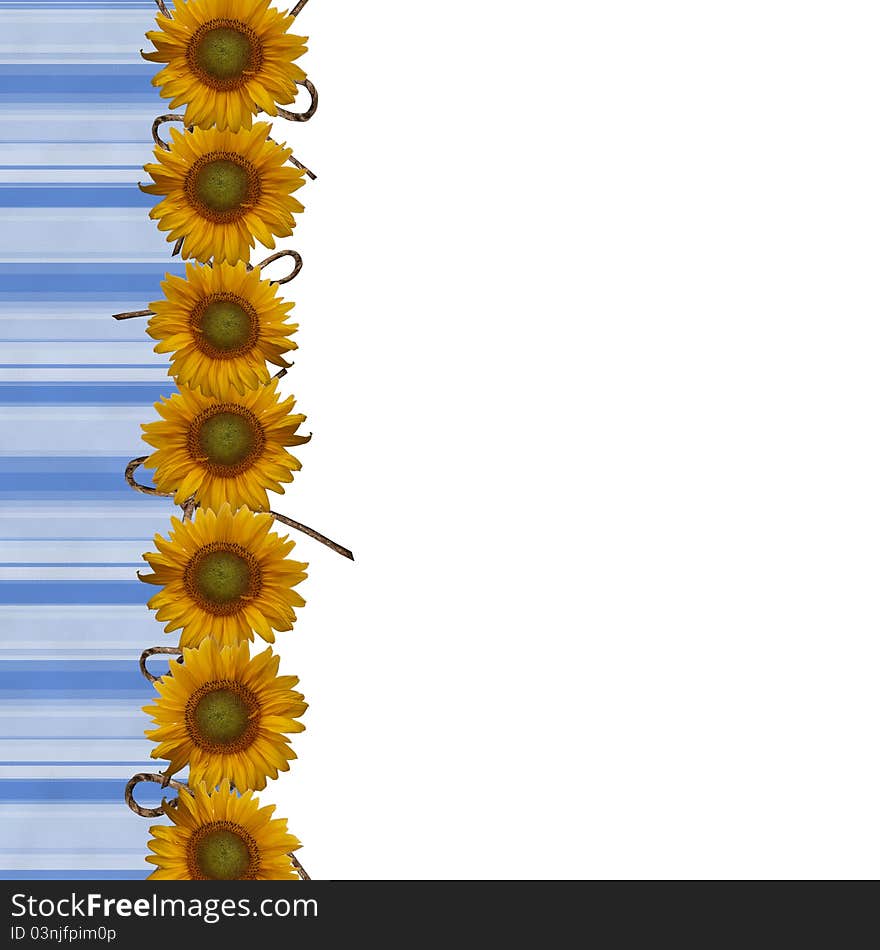 Background a greeting card with sunflowers