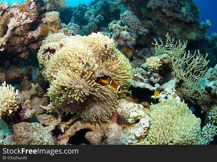 Anemone and clownfish in the red sea