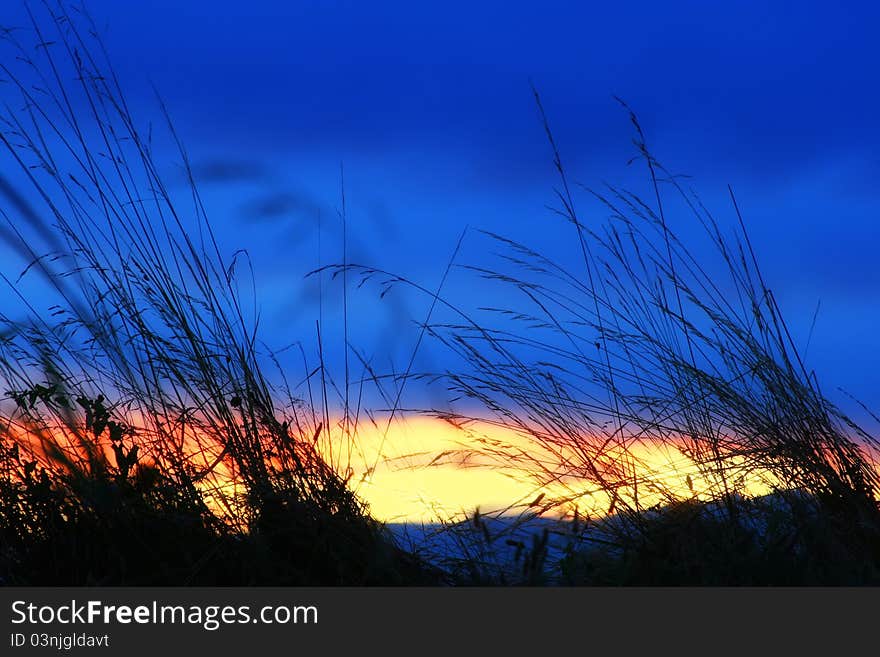 Blades of grass at sunset