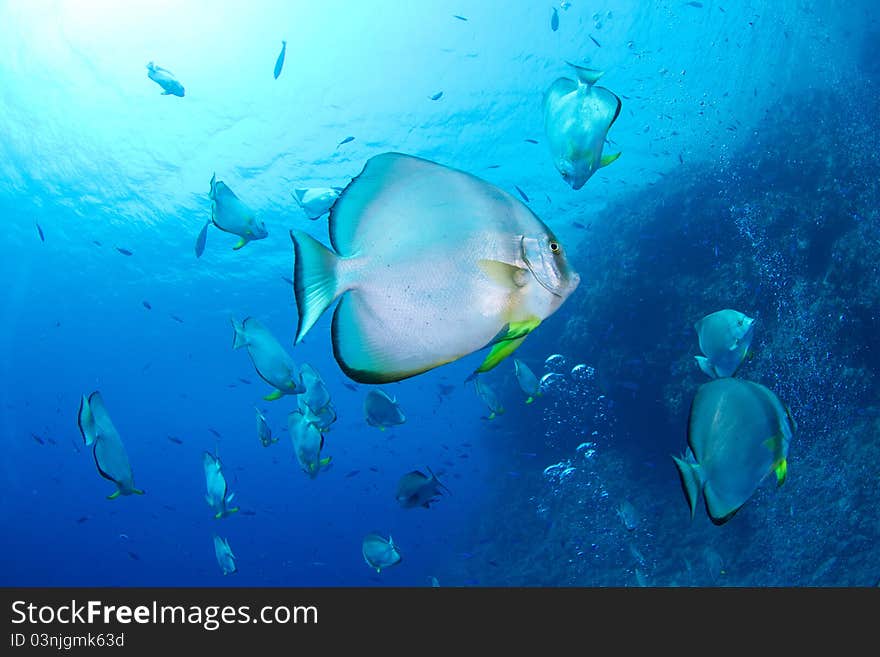 School of batfish in the red sea