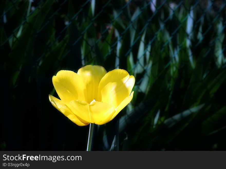 A yellow flower with green background. A yellow flower with green background