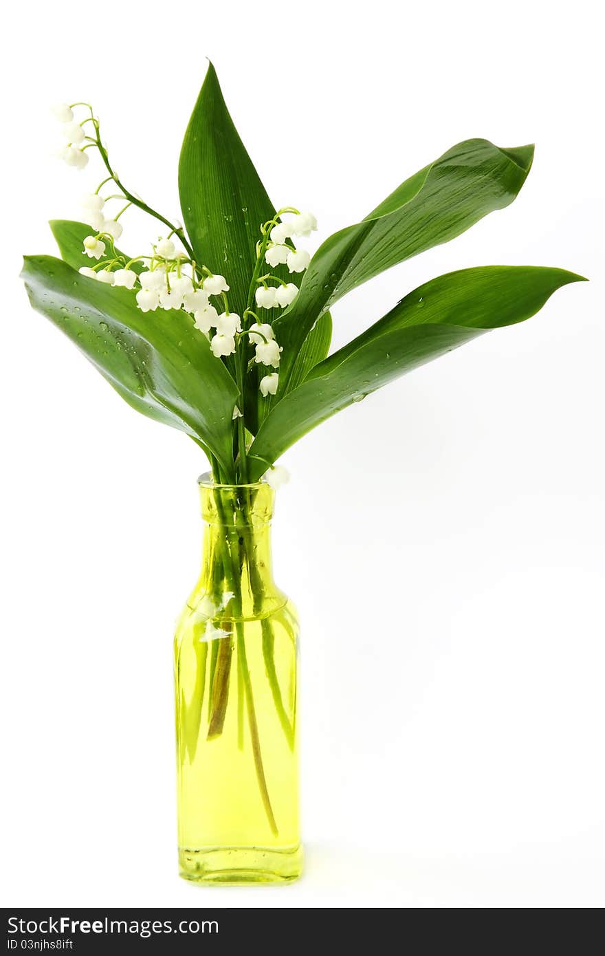 Beautiful, fresh lilies of the valley isolated on white. Beautiful, fresh lilies of the valley isolated on white