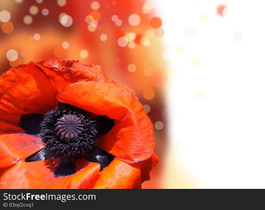 Red poppy flower isolated on a white background