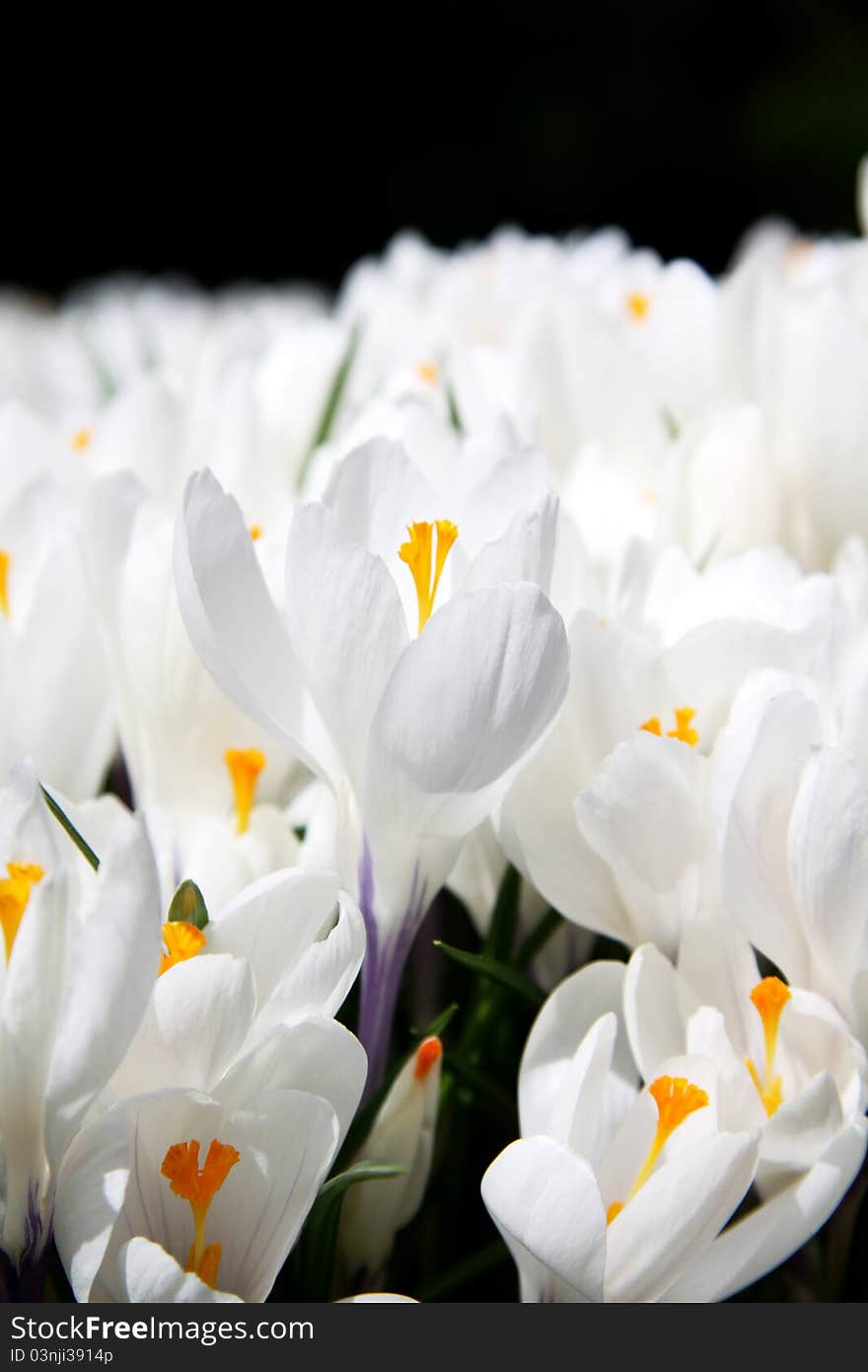 Rich spring flowers ; Blooming white crocus.