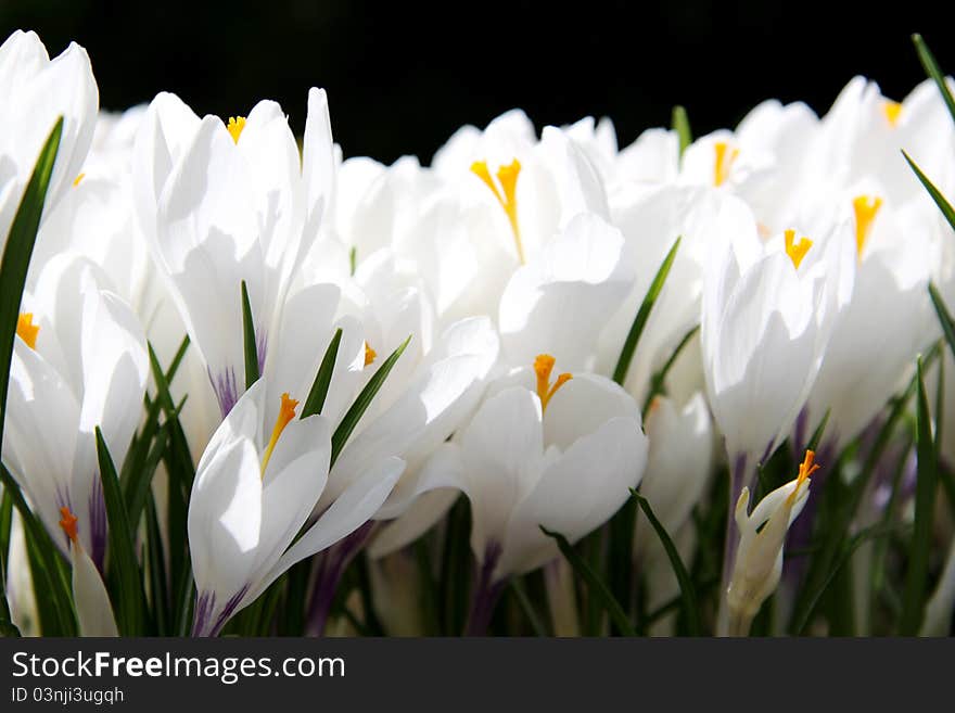 Rich spring flowers ; Blooming white crocus.