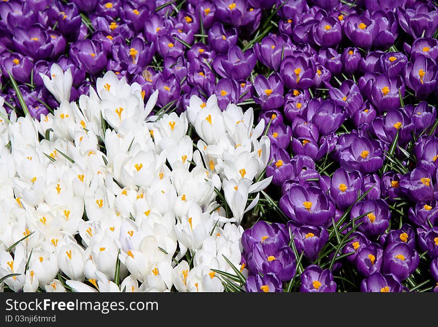 Spring holiday crocus flowers background