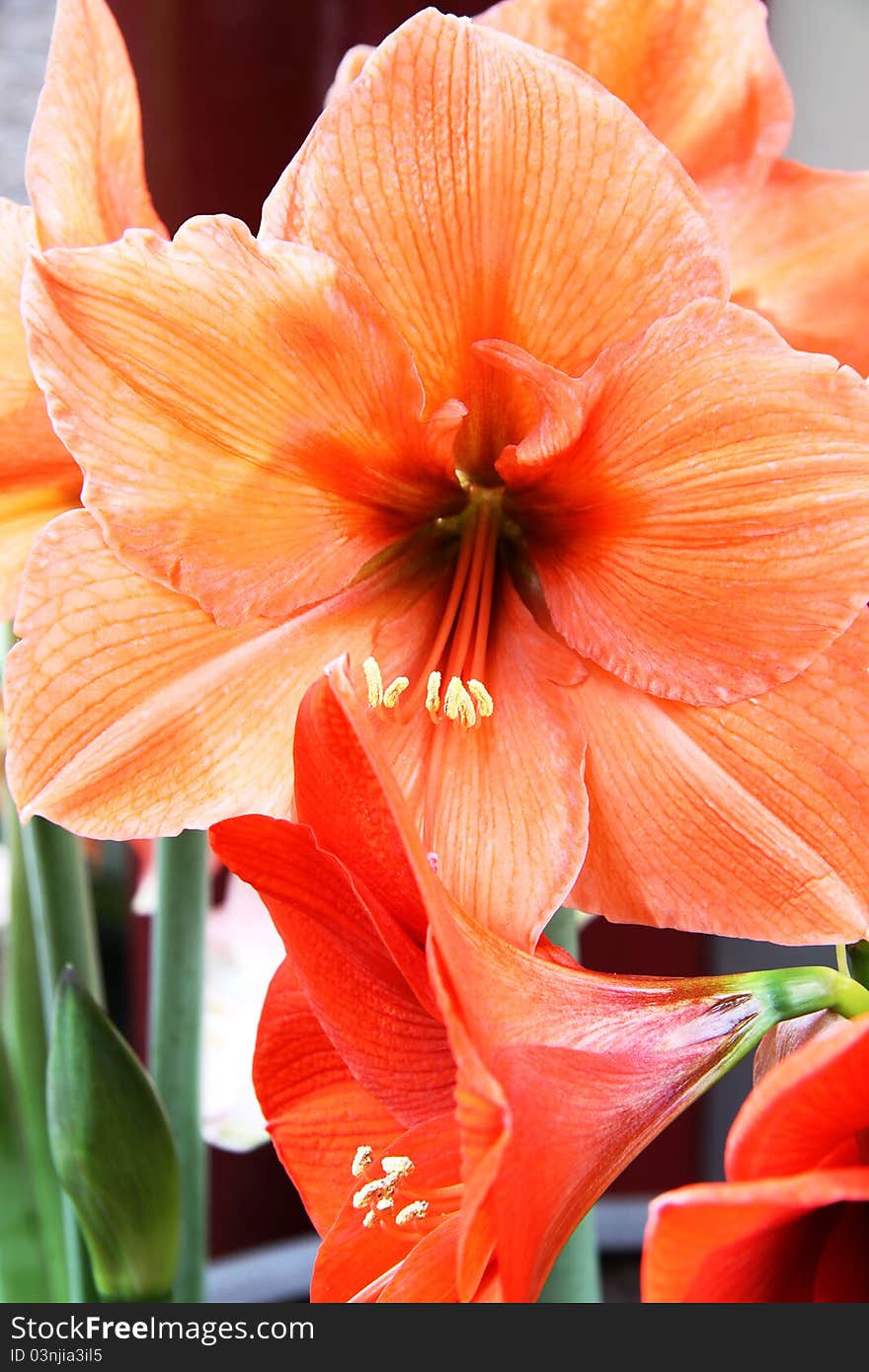 Beautiful red Lily flower, summer flowers