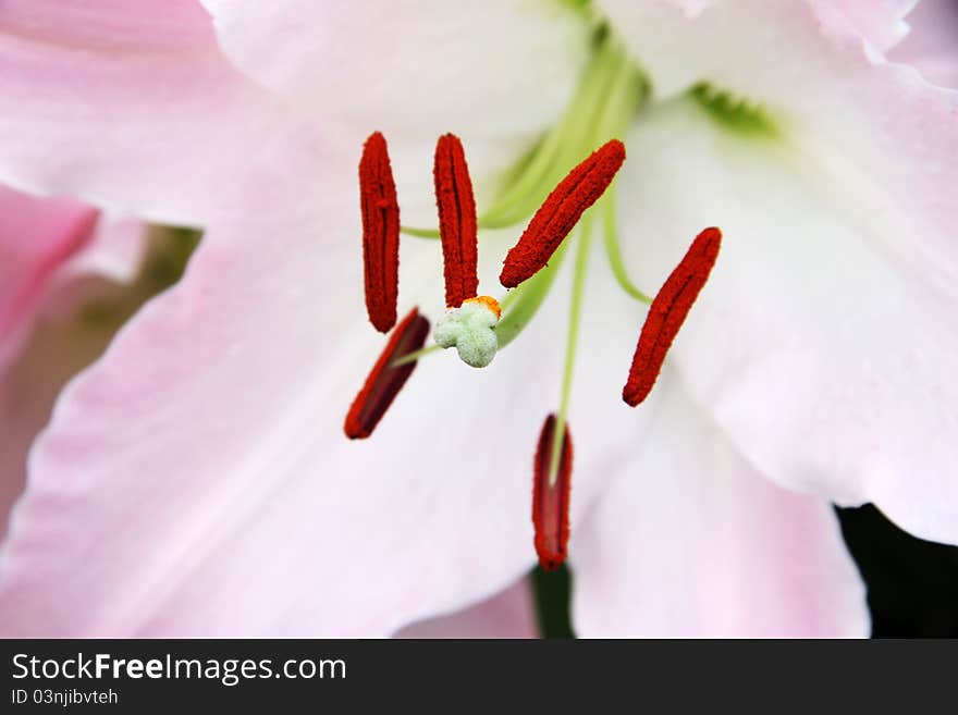 Pink lilies