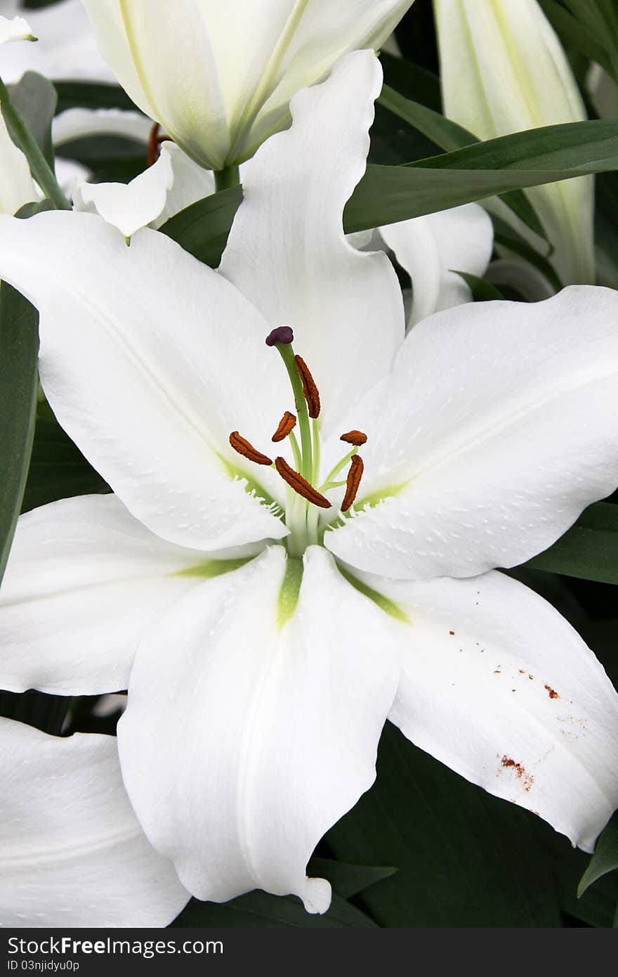 Bouquet of fresh white lilies