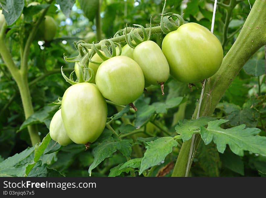 Tomatoes green